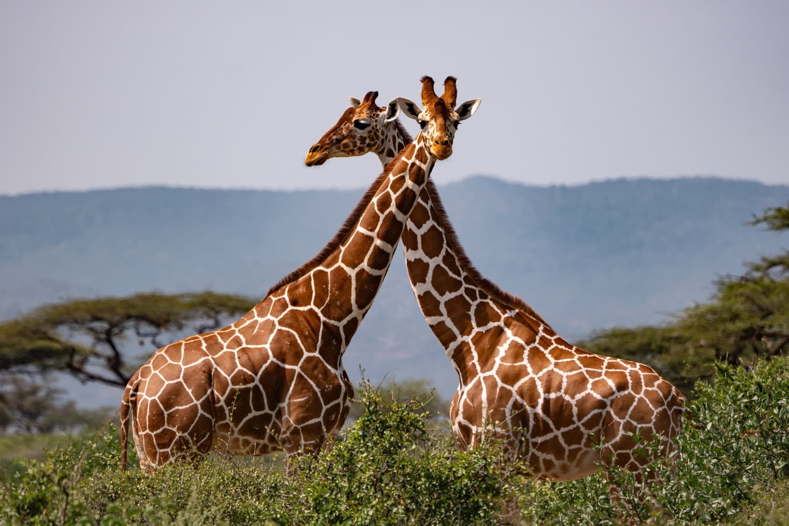 Africa