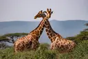 Africa